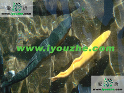 ĽL(zhng)Ǿɴឈ@